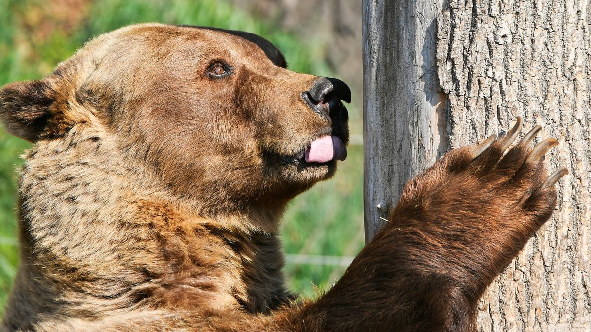 Medvěd ve Slovinsku napadl pejskaře