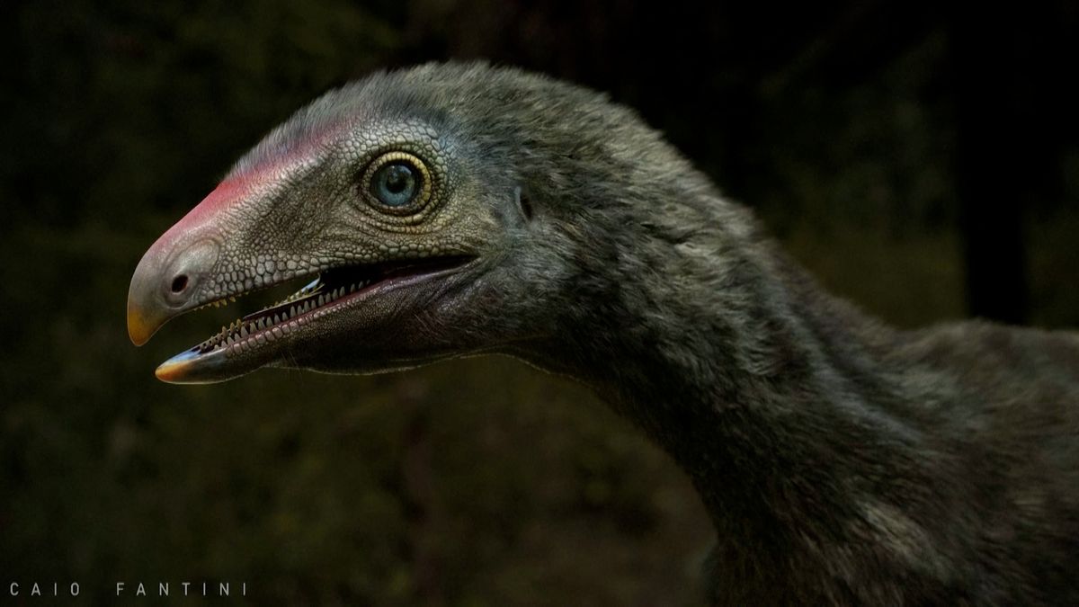 Nález z Brazílie může objasnit původ ptakoještěrů, věří paleontologové