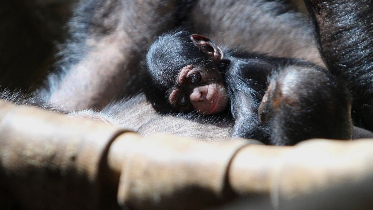 V ostravské zoo se narodilo mládě kriticky ohrožených šimpanzů