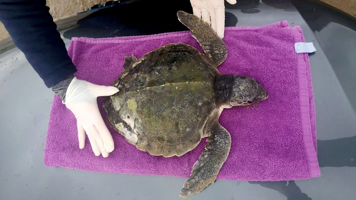 Ohrožená želva, která přeplula Atlantik, se vrací zpátky do USA. Svezlo ji i Královské letectvo