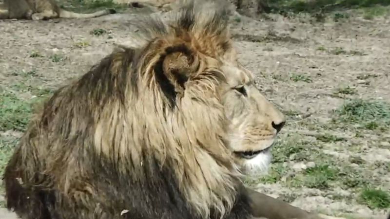 VÝLETY Z KARANTÉNY: Navštivte s námi zvířata v Safari Parku Dvůr Králové