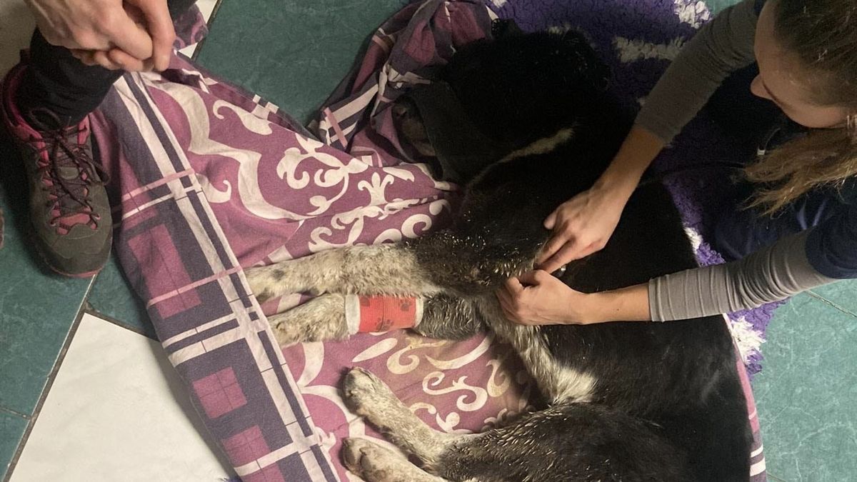 Psa na Šumpersku někdo postřelil a pohřbil zaživa
