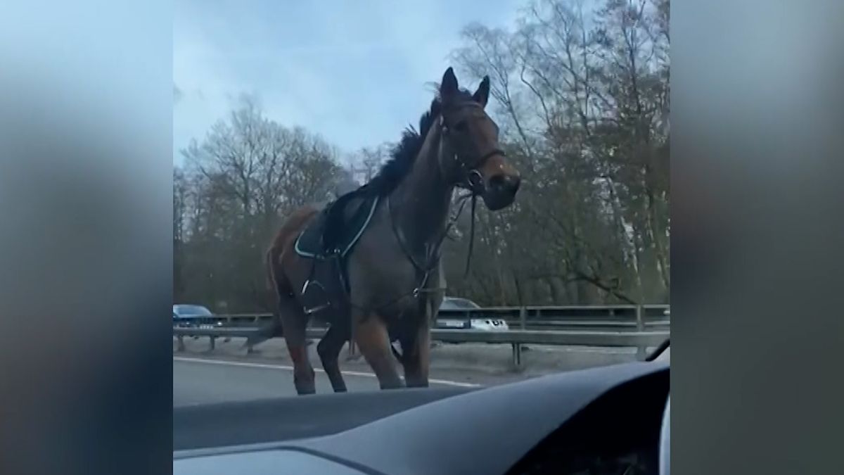 Osedlaný kůň cválající v protisměru překvapil řidiče na dálnici