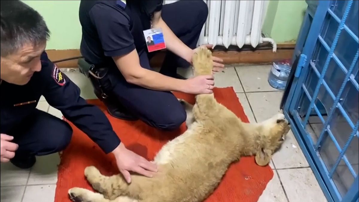 Celníci v Rusku našli v chladicím boxu náklaďáku lví mládě