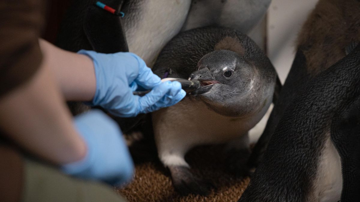 Tučňáci se ve školce učí plavat. Zoo ve Dvoře Králové ukázala první odchovaná mláďata