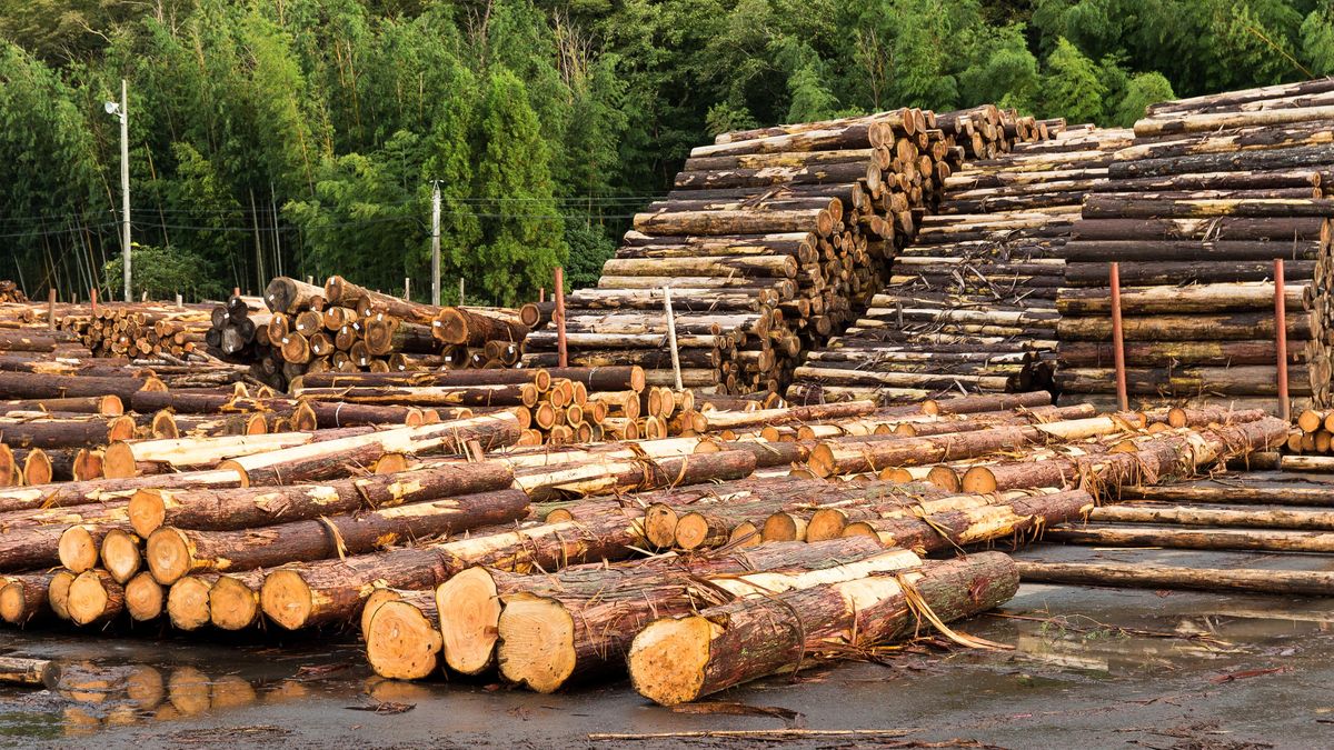 Lesy draží stále více hodnotného dřeva, kubík ořešáku i za 41 tisíc