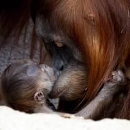 Jde o první mládě 11leté samice Diri, která přišla na svět rovněž v pražské zoo