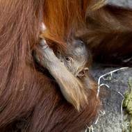 Orangutany chová Zoo Praha takřka nepřetržitě od roku 1961