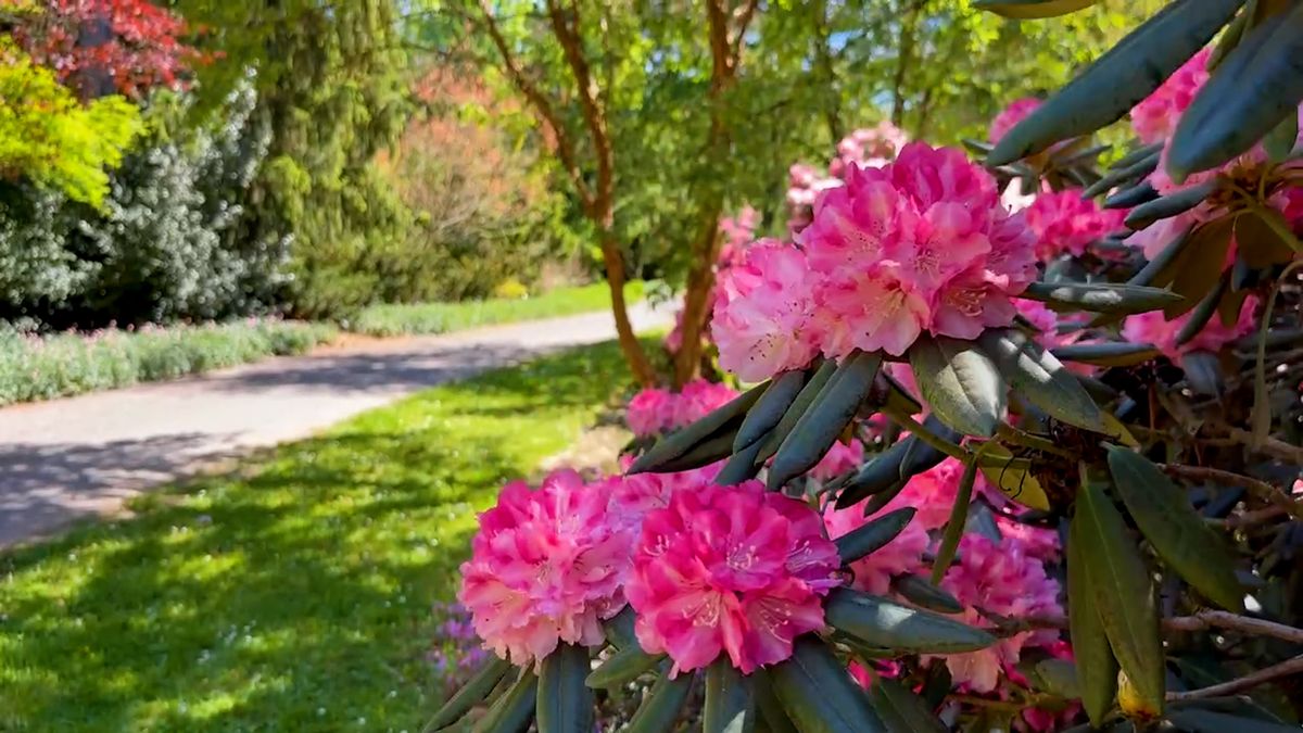 Království rododendronů se ukrývá jen pár kilometrů za Prahou