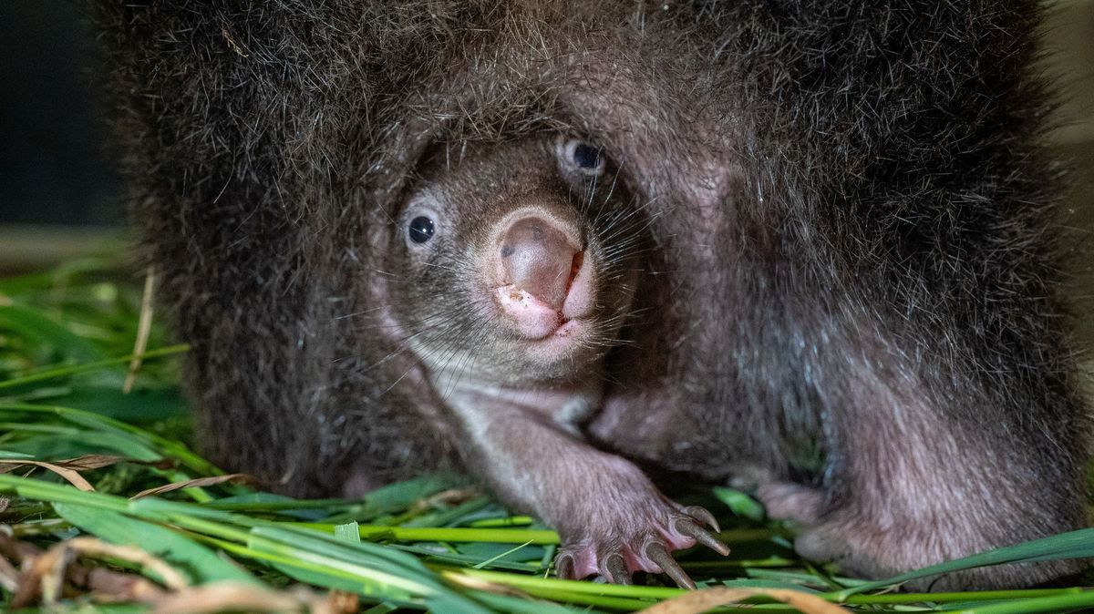 V pražské zoo už je k vidění vombatí mládě