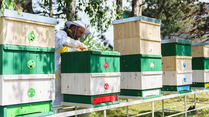 Strojaři z opavského Ostroje mají vlastní včely. Kromě svařenců a výkovků budou mít i med