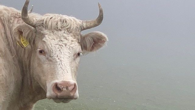 Na aukci stáda týraných krav se o ně strhl souboj nabídek