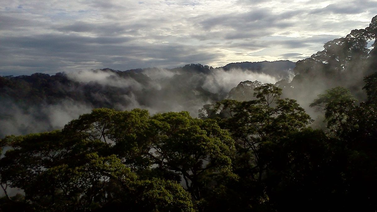 Tropické lesy v brunejském národním parku Ulu Temburong