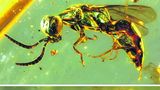 Jantar dokázal zachovat barvu hmyzu z doby dinosaurů