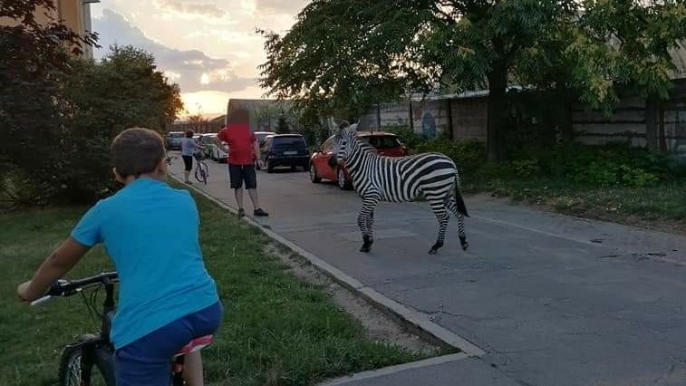 Po slovenském lázeňském městě se toulala zebra