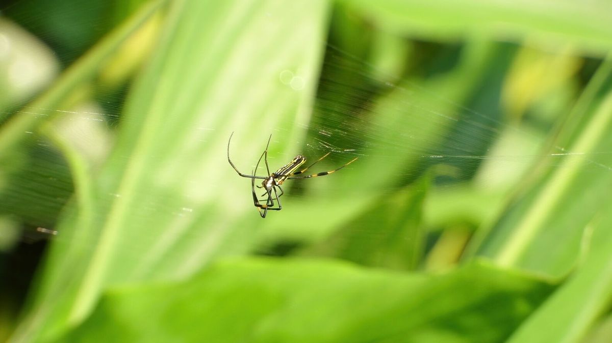 Na jihovýchod USA pronikli obří pavouci, budou se dál šířit