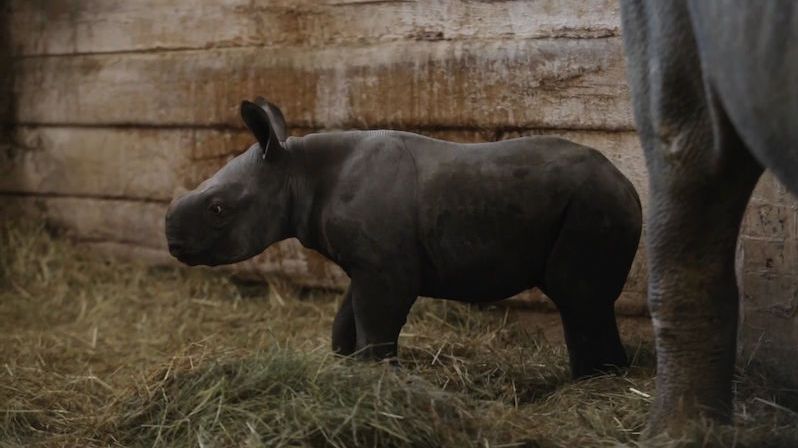 Ve Dvoře Králové se narodil nosorožec Kyjev