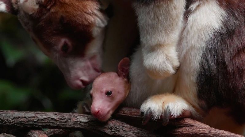 Newyorská zoo představila mládě vzácného stromového klokana