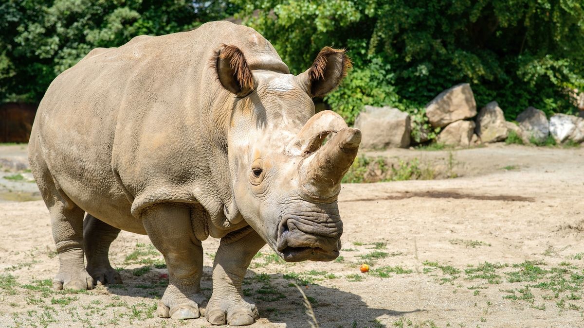 Uhynulá samice má šanci na potomky. Záchranu bílých nosorožců podpoří kmenové buňky