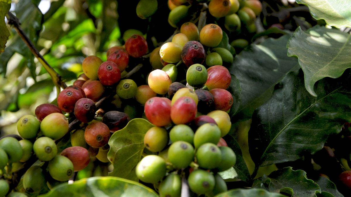 Takhle se v Keni pěstuje fairtrade káva. Její produkci ovlivňuje změna klimatu
