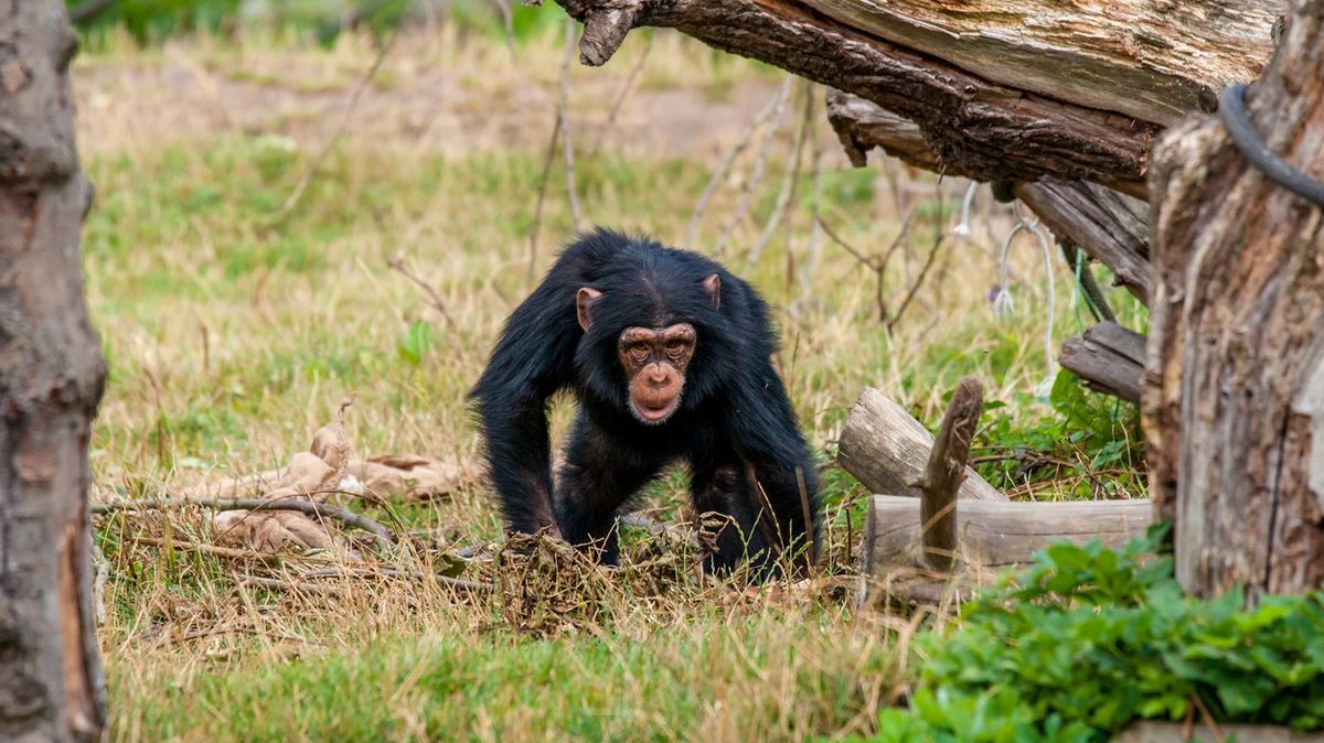 Únosci požadují výkupné za trojici šimpanzů, hrozí zabitím zvířat