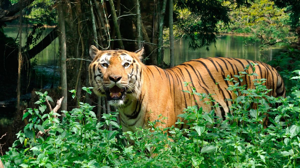 Žena v Indii zachránila holýma rukama dítě před útokem tygra