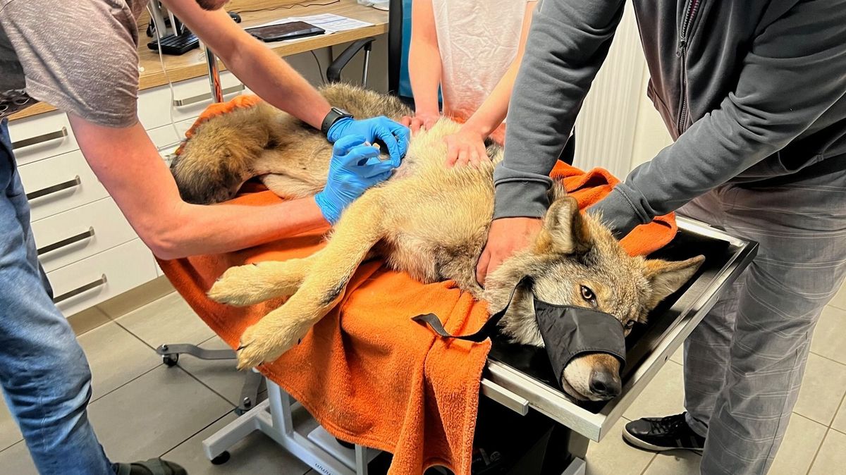 Vlk, kterého našli v příkopu, pojede na operaci do Prahy