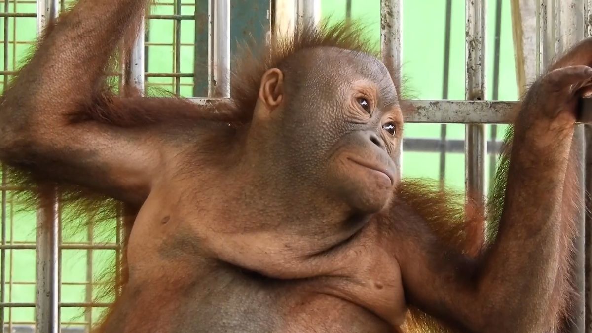 Mládě orangutana chovali jako domácího mazlíčka
