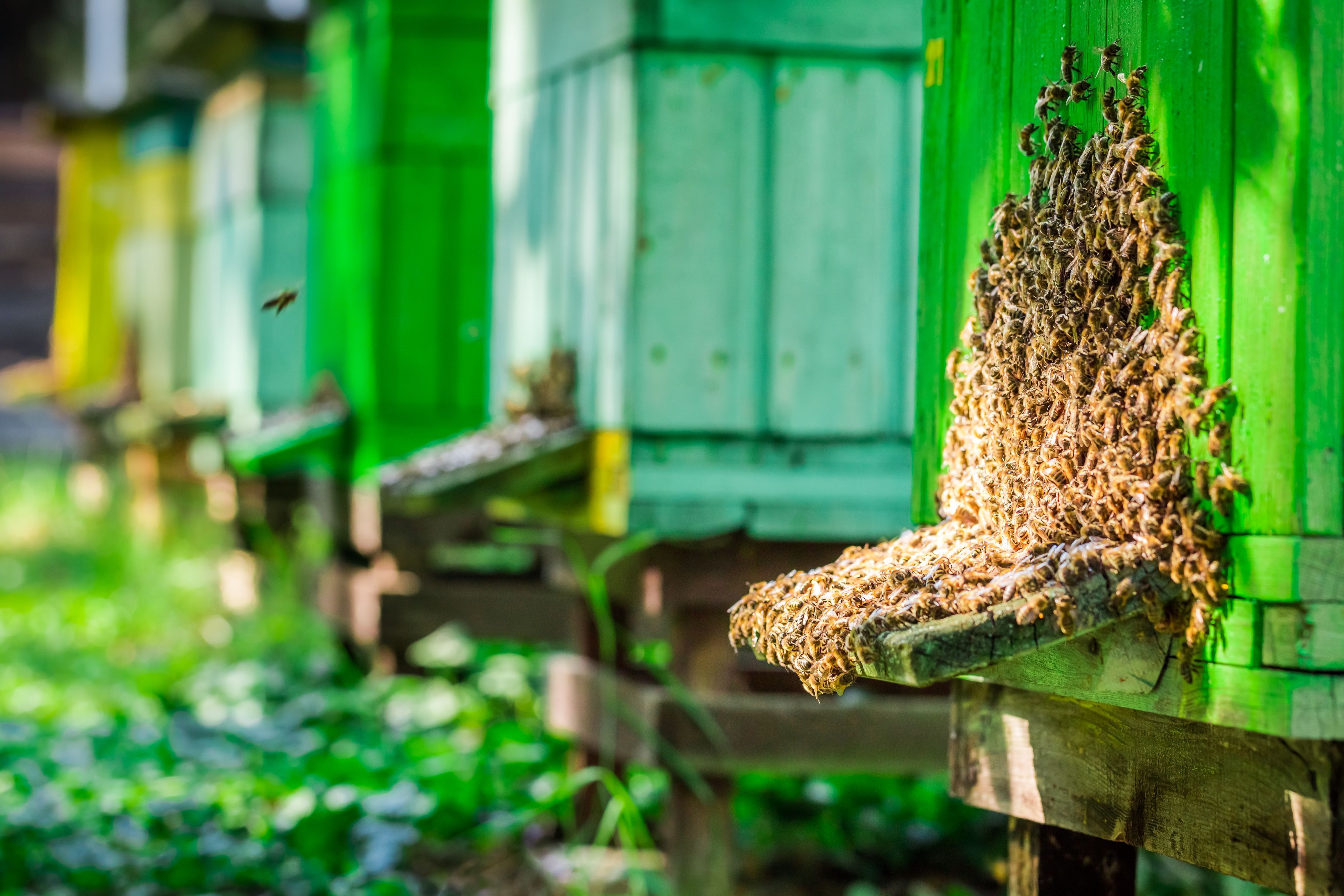 full-of-honey-beehives-and-bees-in-summer-