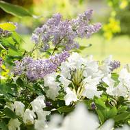 Pro bělokvěté odrůdy se snadno hledají partnerské rostliny. Kombinace s voňavým šeříkem je zvláště lákavá.