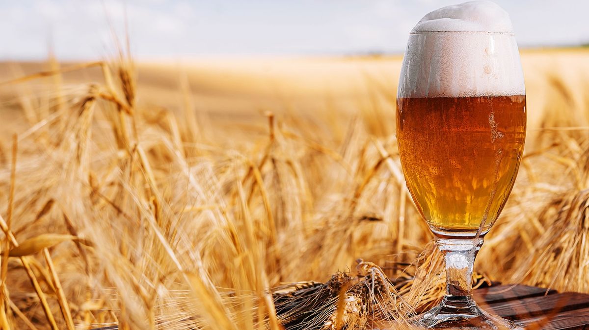 Britský pivovar uvařil pivo na podporu Ukrajiny. Použitý chmel je podobný českému