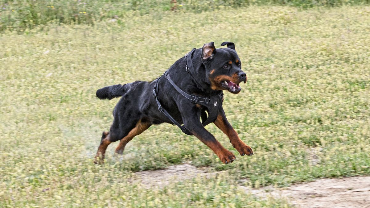 Při nepodařeném aportu zranil rotvajler seniorku. Soudy řeší, kdo za to může