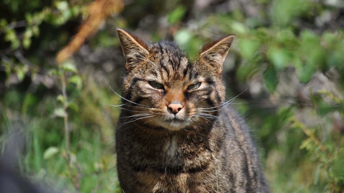 Na tajných místech ve Skotsku vypouštějí speciálně vyšlechtěné divoké kočky