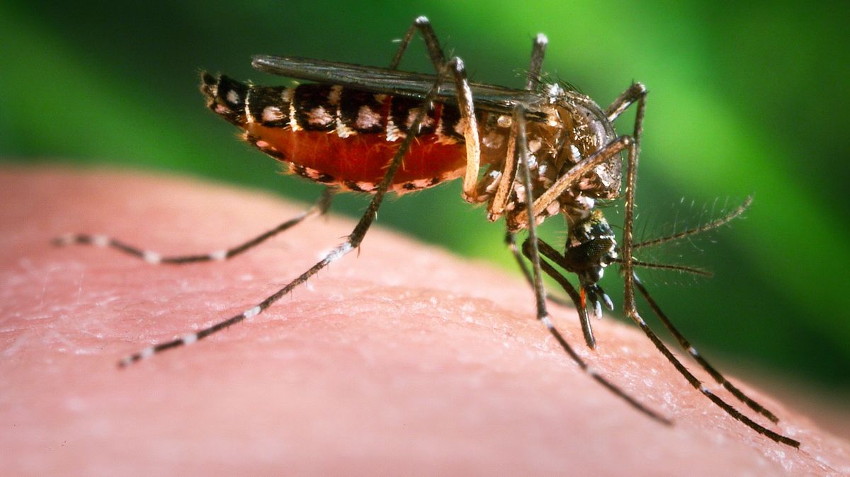 V cizině pozor na komáry, varuje odborník
