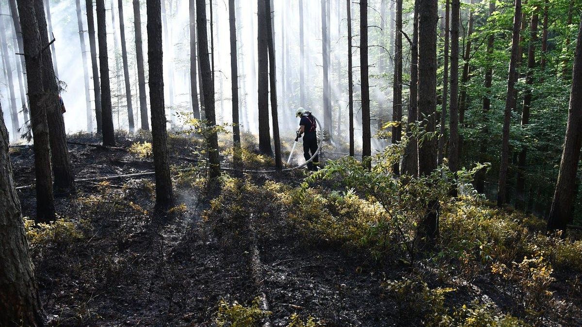 V hloubi Máchova kraje hořel les, hasiči tahali vodu stovky metrů nepřístupným terénem