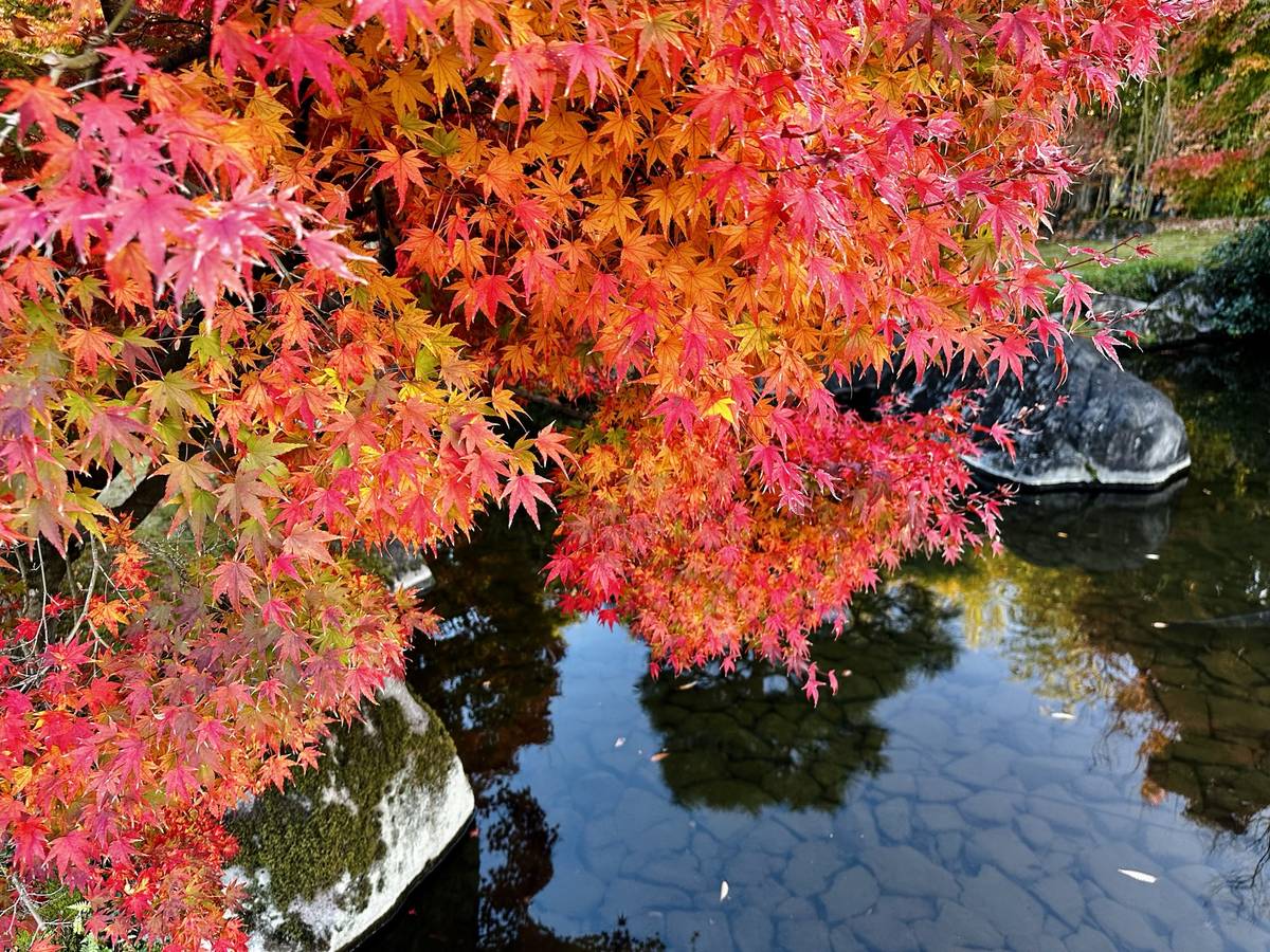 Sezona podzimního listí láká do Japonska návštěvníky z celého světa. Dráhy každoročně sdílejí předpověď pro jednotlivé ostrovy.