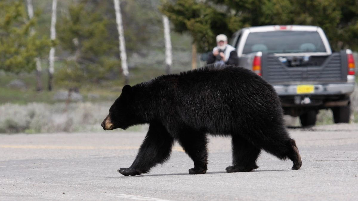 Medvěd si zašel na benzinku, dostal chuť na gumové medvídky