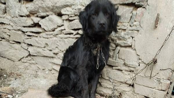 Pes se zarostlým řetězem do krku trpěl měsíce. Chovatel z Tachovska dostal podmínku