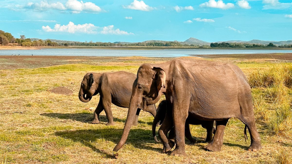 Na safari jen do Afriky? Srí Lanka nezůstává černému kontinentu nic dlužna