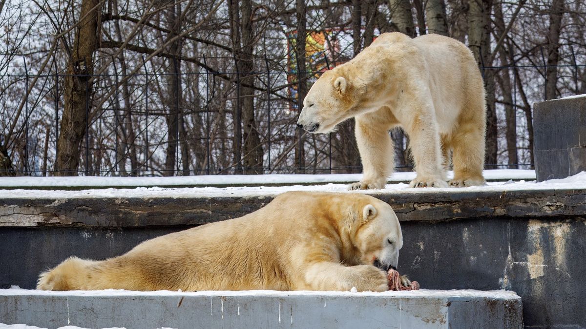 Lední medvědi z varšavské zoo vyrazí v úterý do Prahy