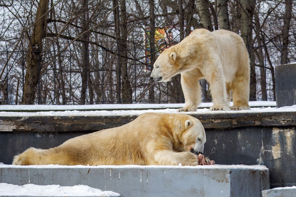 Lední medvědi z varšavské zoo vyrazí v úterý do Prahy