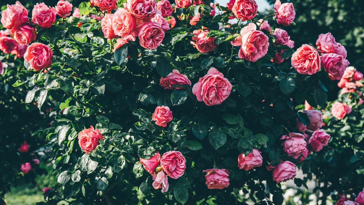 Jarní péče o růže: Jak si zajistit záplavu květů v následujících měsících