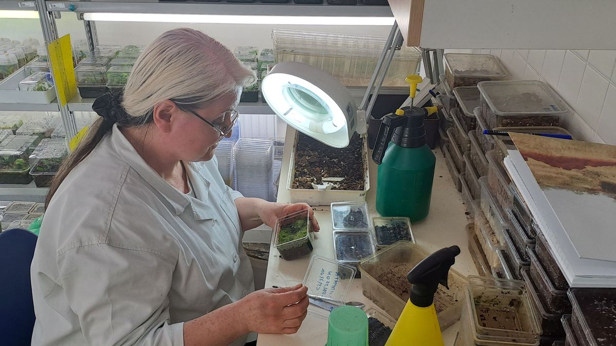 Speciální laboratoř pomáhá ohroženým rostlinám, v Česku fungují jen tři