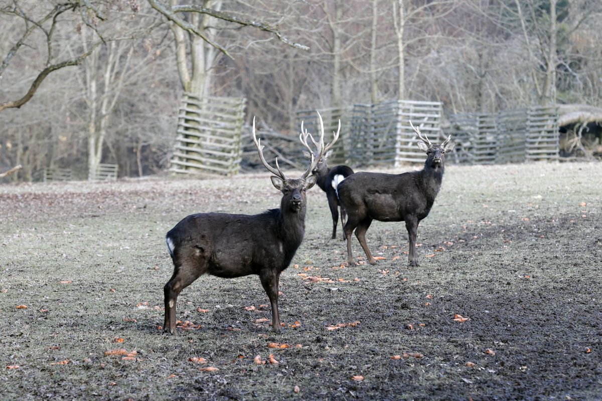 Lánská správa za Pavla srazila náklady, ale méně vydělá a dvojnásobně střílí zvěř