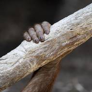 ...návštěvníci mohou mládě spatřit. Pavilon je otevřený veřejnosti a mládě zůstává ve vnitřním výběhu