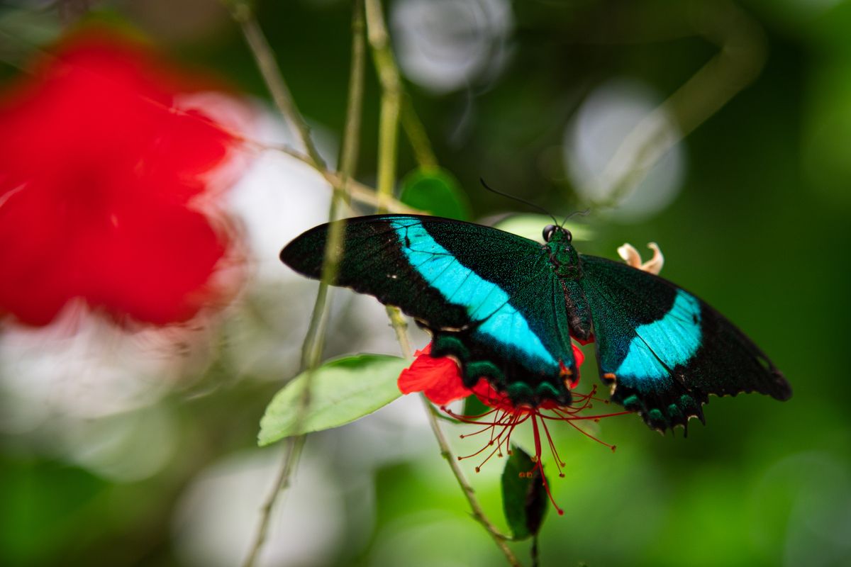 FOTO: Pestrobarevní motýli obsadili skleníky v botanické zahradě v Praze