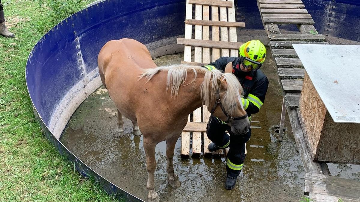 Hasiči na Náchodsku zachraňovali koně z bazénu