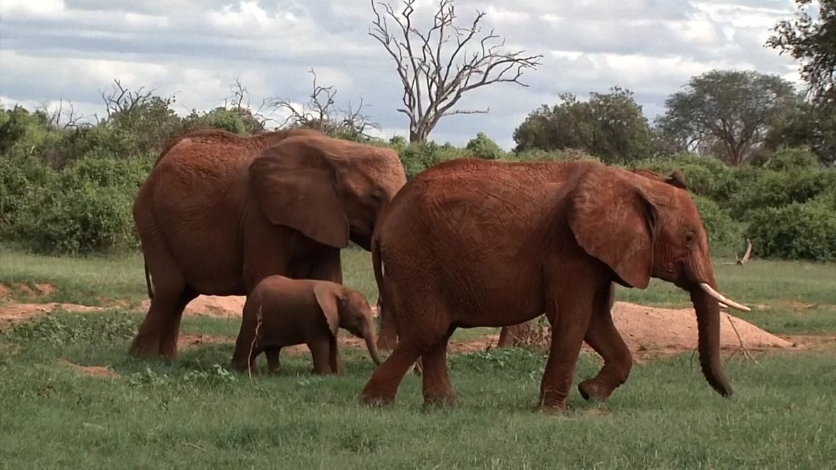 Sloni na sebe volají konkrétními jmény, vypozorovali vědci