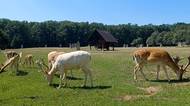 Lánská obora vystřílí zvěř na třetinu. Pak se pootevře veřejnosti