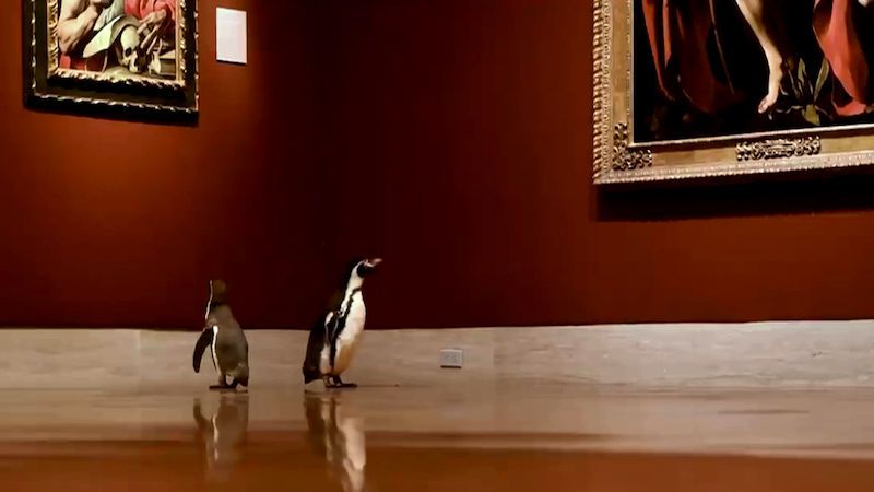 Tři tučňáci vyrazili na soukromou prohlídku galerie